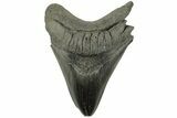 Huge, Fossil Megalodon Tooth - South Carolina #226443-1